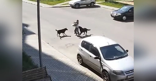 Собаки напали на девочку в воронежском Шилово