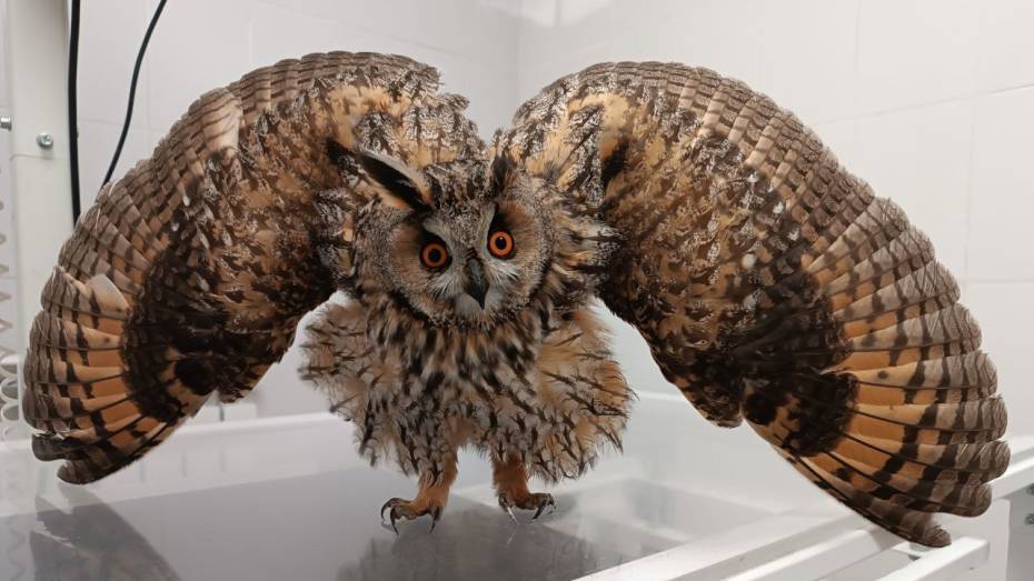 В центре Воронежа в сквере имени Пушкина нашли раненую ушастую сову