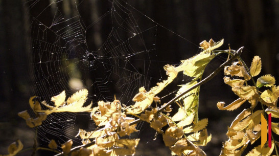 В конце рабочей недели в Воронежскую область придет бабье лето