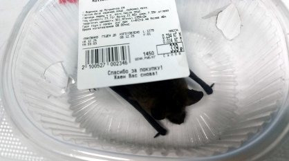 В Воронеже летучей мыши вызвали такси