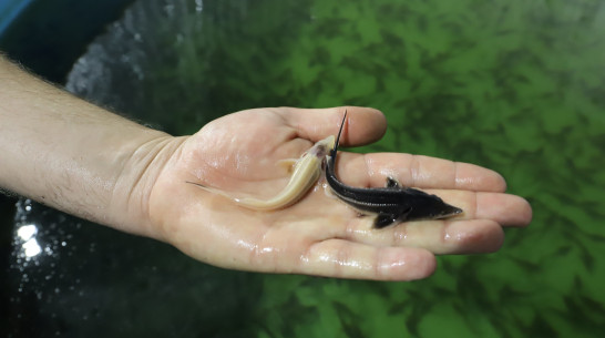 В воронежский Битюг выпустили около 40 тыс мальков краснокнижной стерляди