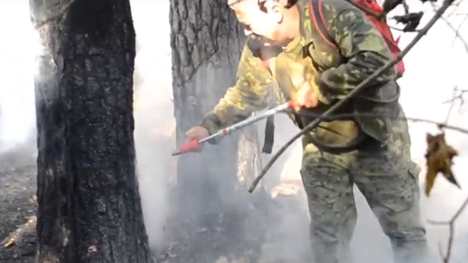 Пожар в Воронежском заповеднике попал на видео