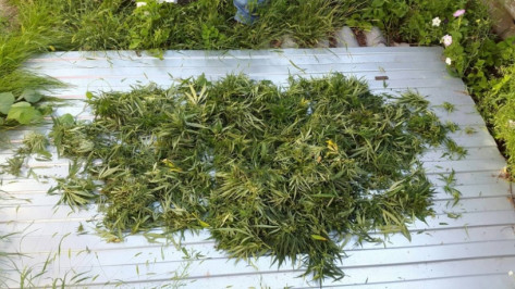 Житель Воронежской области вырастил марихуану на берегу Дона