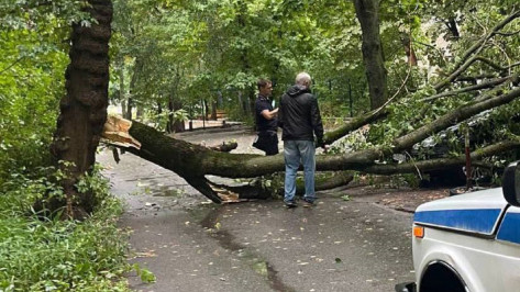 Ураганный ветер повалил в Воронеже 7 деревьев