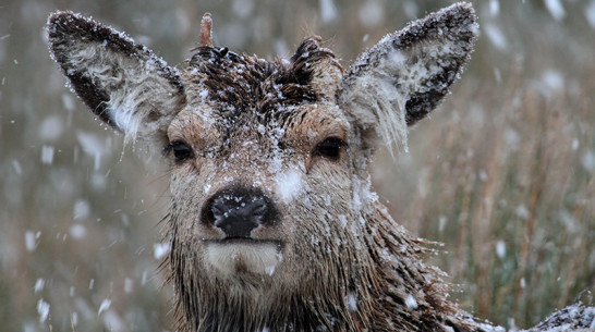 В Бобровском районе браконьер застрелил двух благородных оленей