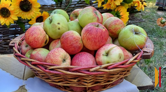 Сестры из Хохольского района насушили более 30 кг яблок для бойцов СВО