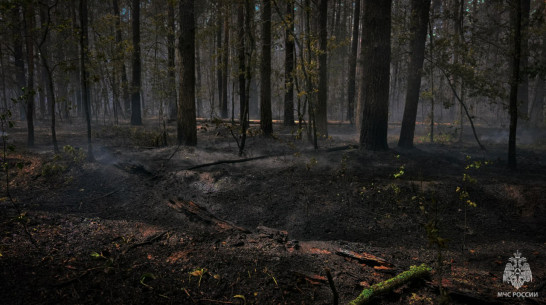 Пожар в Воронежском биосферном заповеднике локализовали