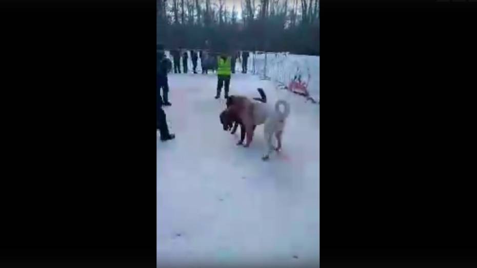 Появились видео собачьих боев под Воронежем