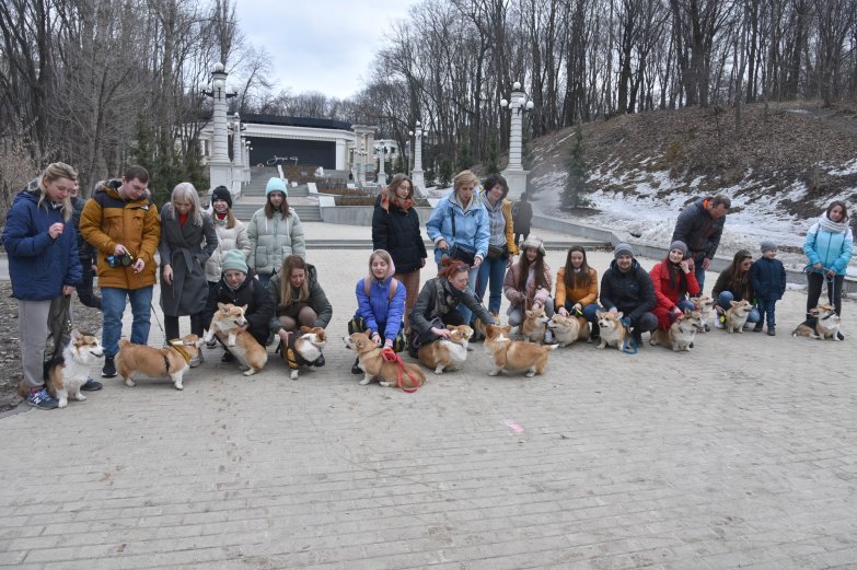 Прогулка корги