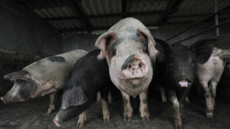 Новохоперские фермеры спрятали 19 свиней после вспышки АЧС
