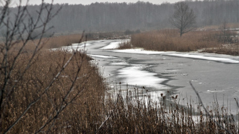 В пяти реках Воронежской области за год улучшилось качество воды