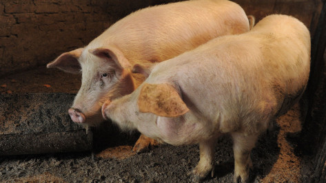 Карантин по африканской чуме свиней ввели в 3 районах Воронежской области