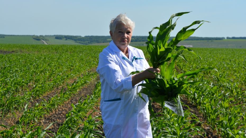 В Нижнедевицком районе посевы впервые проверят на содержание ГМО
