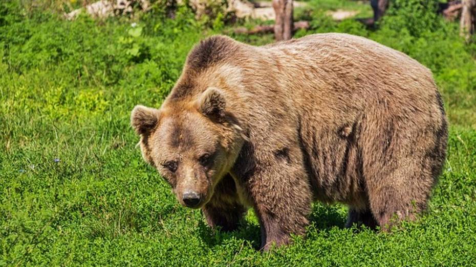 В Приморье детям запретили прогулки из-за нашествия медведей 