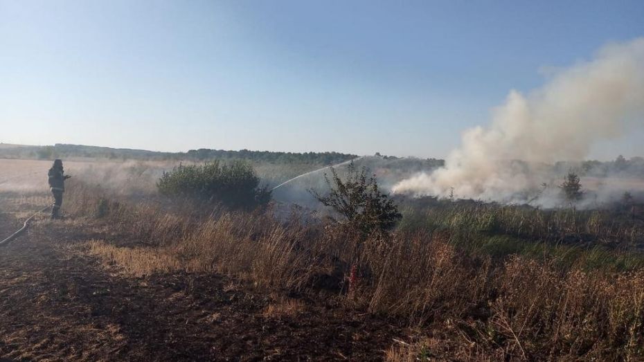 В панинском селе Борщево на площади 20 га выгорел сухостой