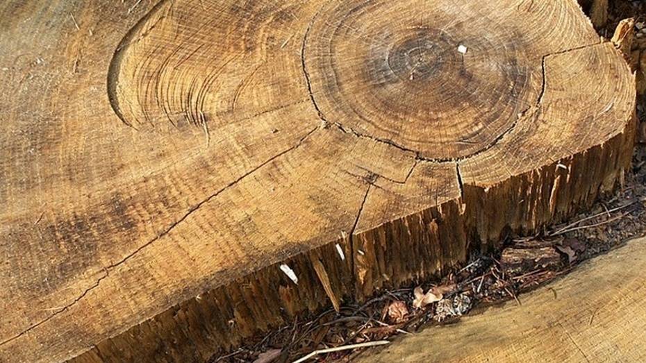 В Поворино мужчина вырубил 8 дубов и 25 деревьев ольхи