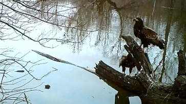 Дерево-магнит для птиц и зверей нашли в заповеднике в Воронежской области