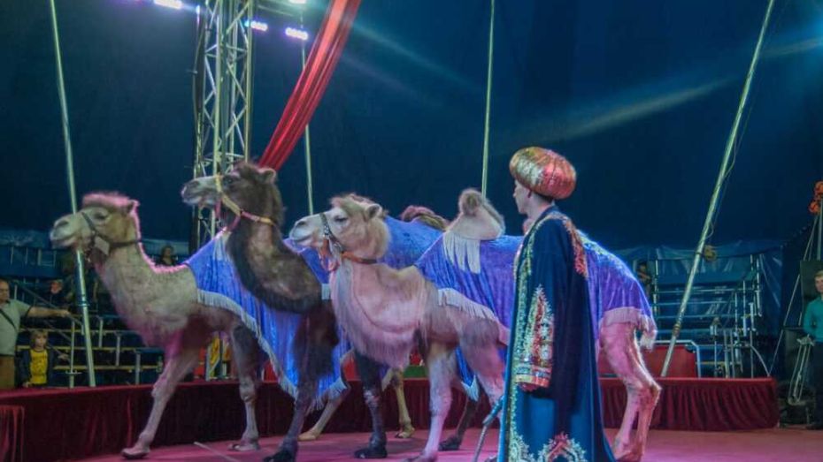 Трех цирковых верблюдиц выставили на продажу в Воронежской области