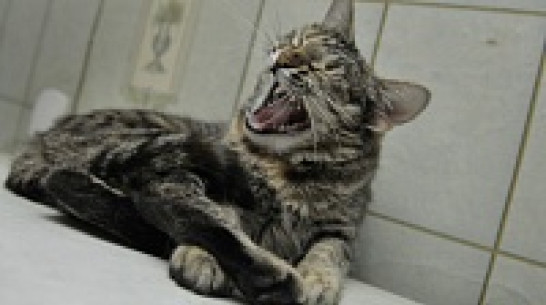 В Воронежской области заболеваемость бешенством кошек и собак за год снизилась в пять раз