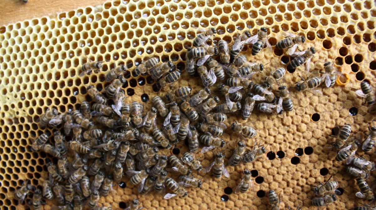 Пчелосемьи купить тамбовской области