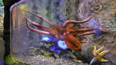 В Воронежском океанариуме появился гигантский осьминог Дофлейна