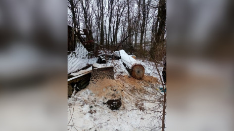 Житель Воронежской области заплатит почти 600 тыс рублей за срубленный 70-летний дуб