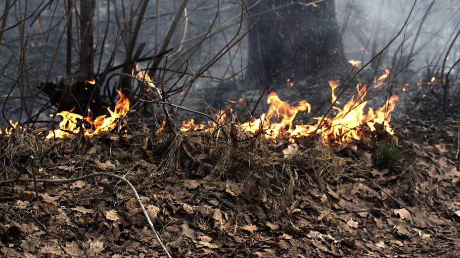 Бороться с пожарами в воронежских лесах помогут 50 камер видеонаблюдения