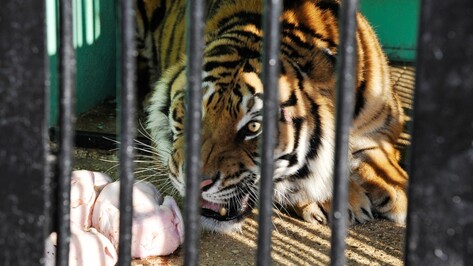 Тигр-беглец Шерхан вышел к посетителям Воронежского зоопарка