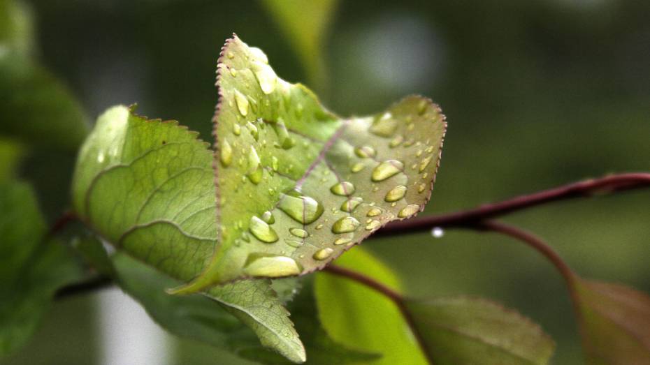 Синоптики: в Воронежской области задержится теплая и дождливая погода