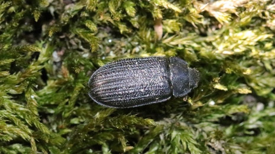 В Воронежском заповеднике впервые за 40 лет нашли жука-щитовидку