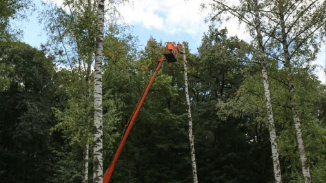 В Центральном парке Воронежа начали вырубку аварийных деревьев