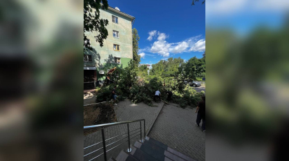 СК организовал проверку после падения дерева на девушку в центре Воронежа