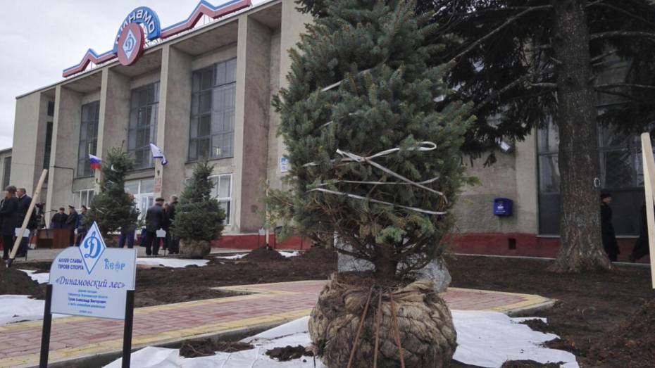 В Воронеже высадили ели на Аллее Славы героев спорта 