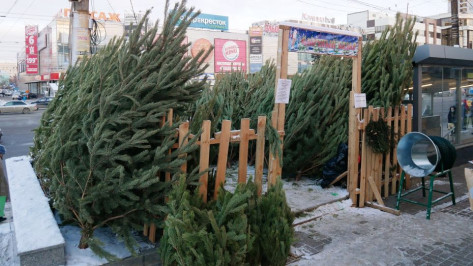 Елочные базары начнут работу в Воронеже 19 декабря