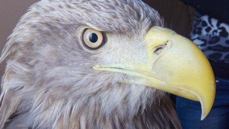 Воронежским зоозащитникам привезли раненого орлана-белохвоста из Астрахани