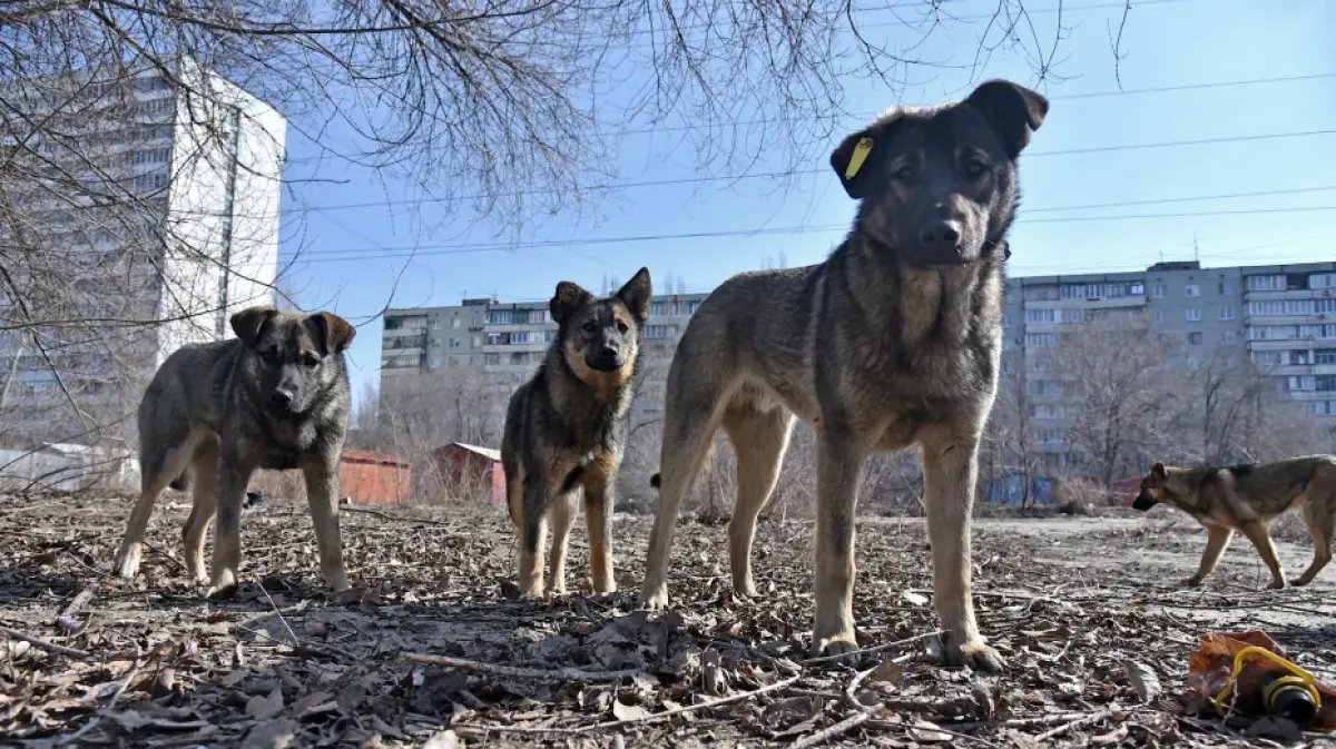 Соцсети: бездомные собаки разорвали кота в Ленинском районе Воронежа