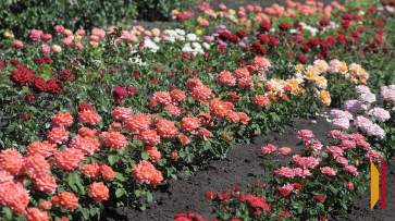 На клумбах Кантемировки высадили 900 саженцев роз