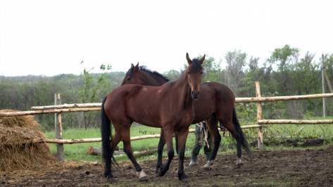 Власти сэкономили 2 млн рублей на строительстве конюшни в Воронежском зоопарке