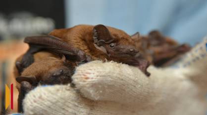 Воронежцам рассказали, что делать при обнаружении летучих мышей весной