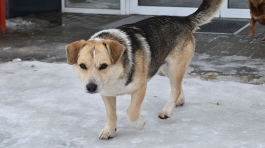 В Грибановском районе отлов и стерилизацию бездомных собак начнут 20 января
