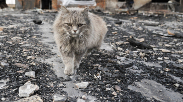 Жилой дом сгорел в Павловском районе Воронежской области: спасен кот