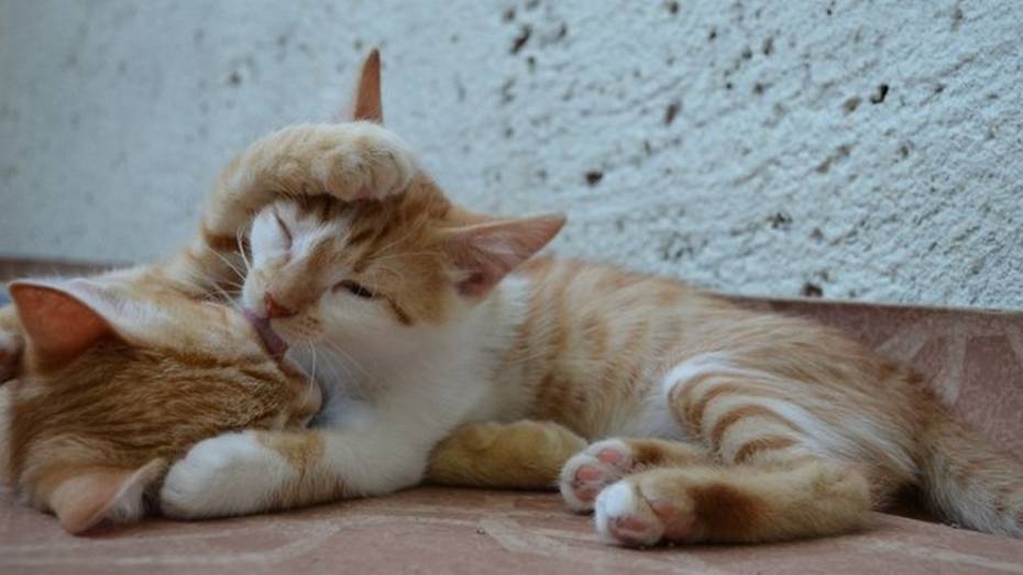 В Госдуме предложили ограничить количество животных в квартирах