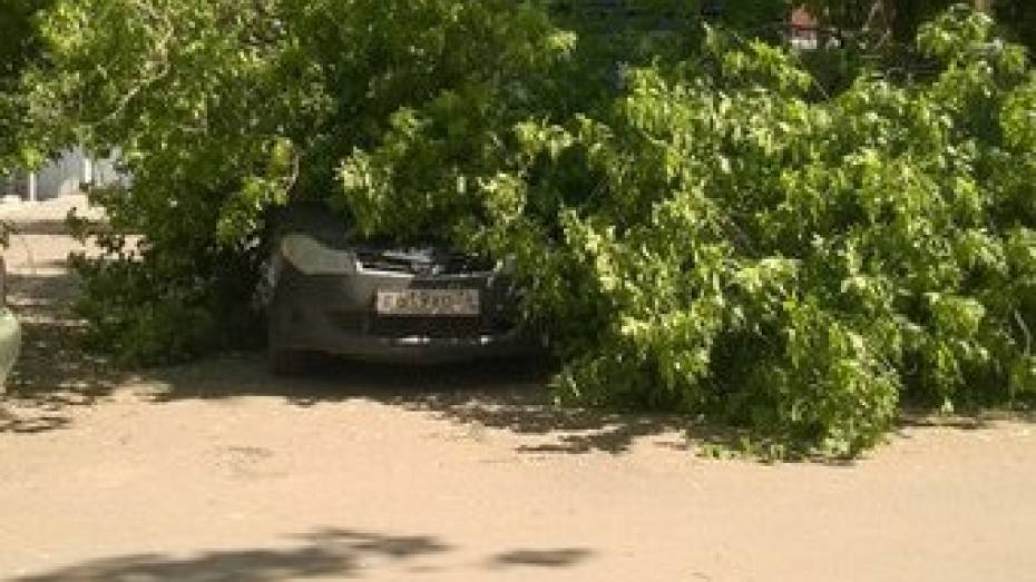 В центре Воронежа дерево упало на иномарку Chery