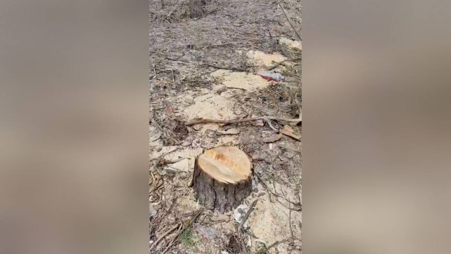 В мэрии Воронежа прокомментировали вырубку деревьев в парке «Танаис»