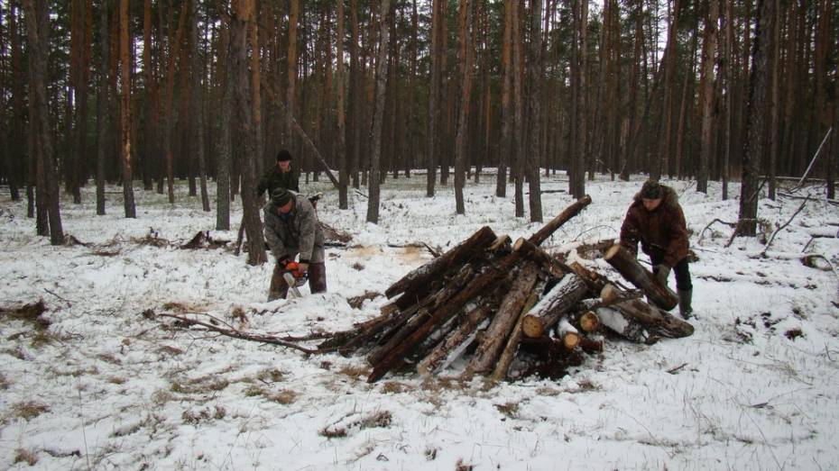 Леса под Воронежем расчистят от аварийных деревьев