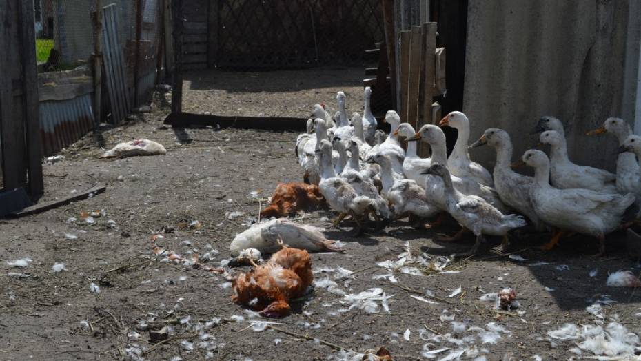 Житель павловского села Елизаветовка лишился 50 голов домашней птицы из-за лис