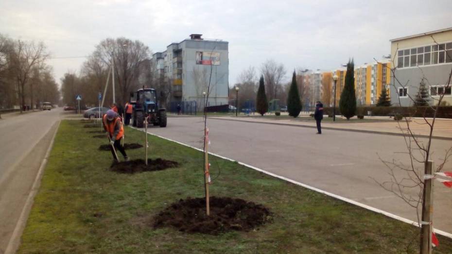 В Борисоглебске высадят около 450 деревьев