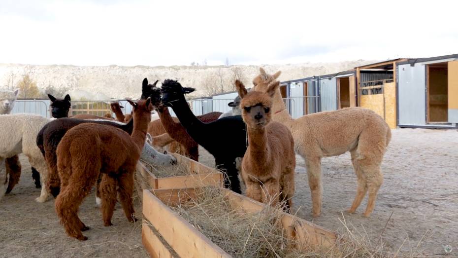 В Воронежской области закончился карантин у чилийских альпак