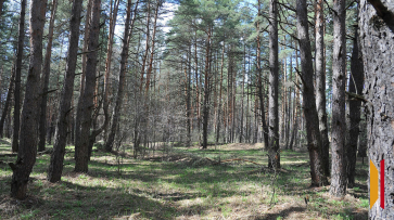 Запрет на посещение лесов в Воронежской области могут продлить до 4 сентября