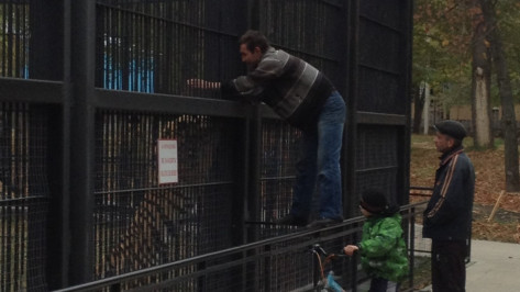 Посетитель Воронежского зоопарка почти час просидел на клетке с тигром